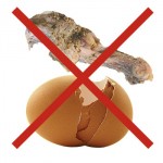 chickenbone_eggshell_x