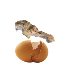 Eaten chicken wing and broken eggshells