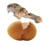 chicken bone and egg shells